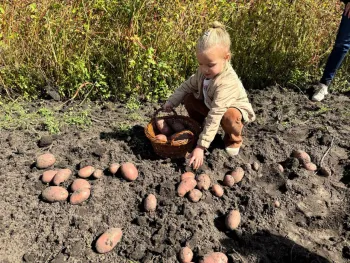 Aardappeldag bij Museumdorp De Locht