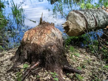 Op zoek naar beversporen