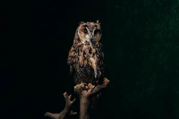 Over Nachten - Ontdek de wereld van nachtdieren