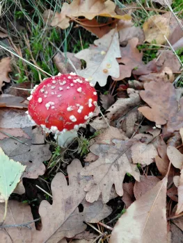 Stiltewandeling Leudal