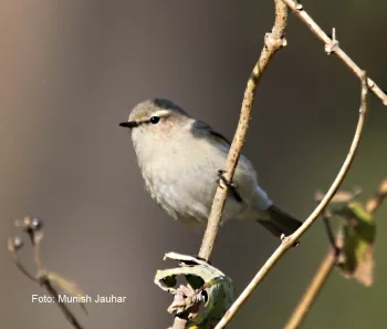 Vogelwandeling: Volop voorjaar