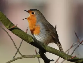 Vogelwandeling - Elke vogel zingt zijn lied