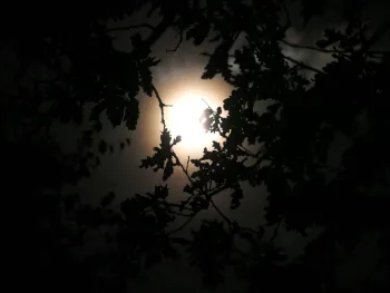 Vollemaanwandeling in De Groote Peel