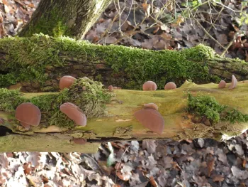 Workshop - Dood hout leeft