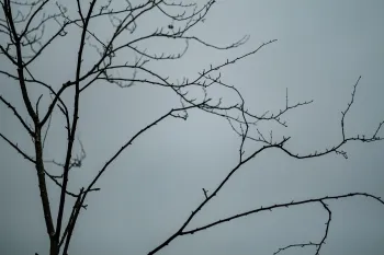  Fietstocht langs monumentale bomen