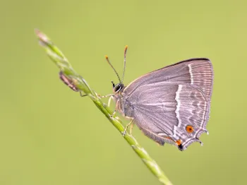 Infoavond insecten en leefbaarheid buitengebied