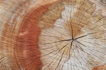 Lezing: Het meisje van Egtved en het oerbos van Leusden