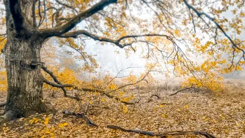 Doorstapwandeling in het Leudal