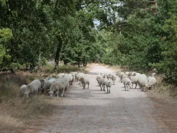 Wandeling Groene Veerkracht in het Weerterbos