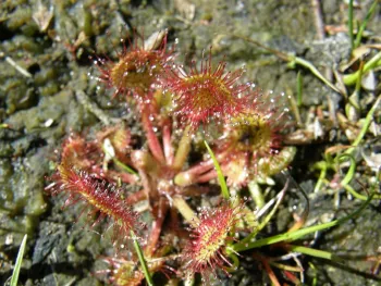 Lezing Slimme planten
