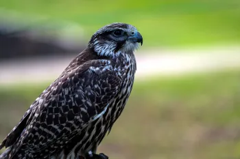 Roofvogelshow bij Kasteel De Keverberg