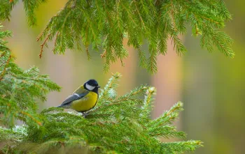 Vogelwandeling in het Weerterbos