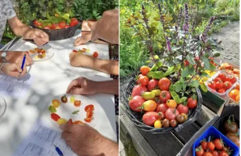 Open Tuin Dag en Tomatenproeverij