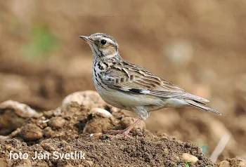  Wie het eerst komt, het eerst maalt