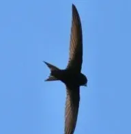 Vogelwandeling