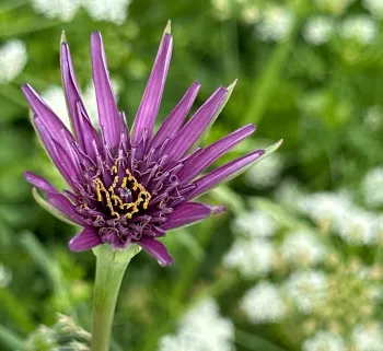 Workshop smartphone-fotografie