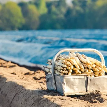een bak met asperges ligt op de aspergevelden