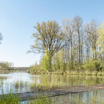 Boswachter ellen loopt over een vlonder in natuurgebied 't Sohr