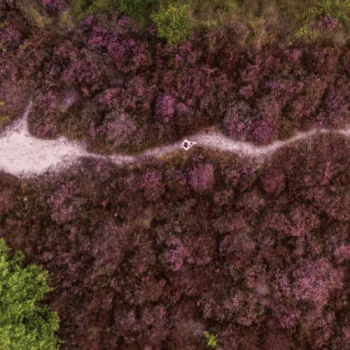 wandelaar tussen de bloeiende heide
