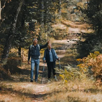 Eine offene Heidelandschaft mit Bäumen und Sträuchern am Rand eines nebligen Waldes im Nationalpark De Meinweg Ideal für herbstwanderungen