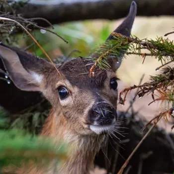 Jong reekalf kijkt recht in de camera tussen de takken in het bos