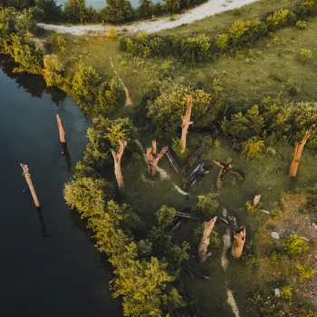 Luchtfoto van een grasrijk natuurgebied met verspreid staande dode boomstammen, zowel op het land als in het water. Een kronkelend pad loopt langs het bosrijke gebied, en de bomen werpen lange schaduwen in het zachte ochtendlicht.