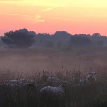 Schapen in NP De Groote Peel