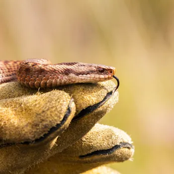adder