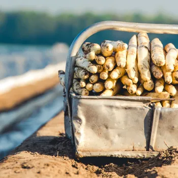 mandje met asperges op een aspergebed