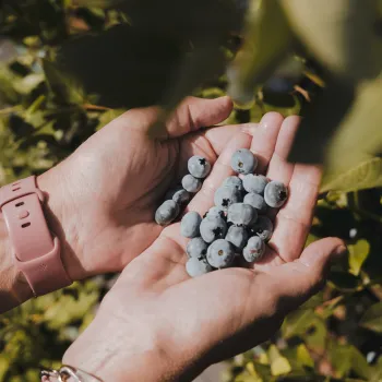 Zomer op z'n bes(t). Blauwe bessen in handen
