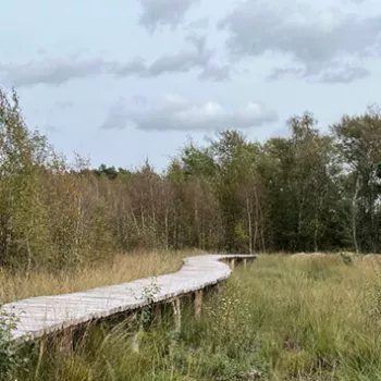 Vlonderpad in nationaal de Groote Peel tijdens de Bif Five fietssafari