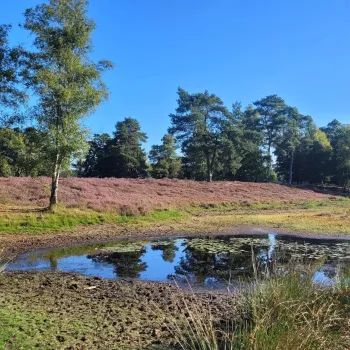 Heide, bos en ven in Exatenbosch tijdens de excursie De levende geschiedenis van Exatenbosch