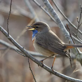 vogeltje zit op tak tijdens vogelexcursie