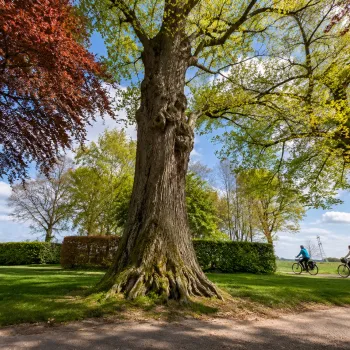 Bomenfietstocht in het Leudal met een monumentale boom langs de fietsroute en twee fietsers in het landschap.