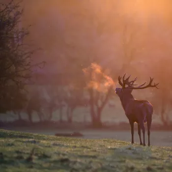 Edelhirsch im Weerterbos an einem nebligen Herbstmorgen während der Brunftzeit