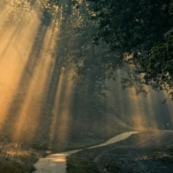 Zonnestralen breken door het bladerdak boven een kronkelend bospad, waardoor de ochtendmist in het bos goudachtig oplicht.