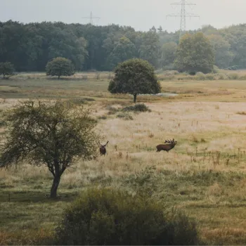 Burlende herten tijdens de Bronstexcursies Edelherten Weerterbos