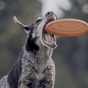 Hond vangt een frisbee tijdens een hondenfrisbee wedstrijd, vlak voordat de schijf in zijn bek landt.