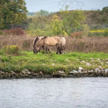 Konikpaarden grazen langs de oever van de Maas tijdens de Maasvallei Route.