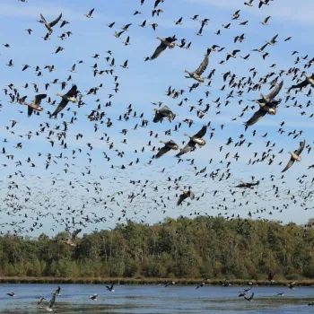Grote groep vogels vliegt boven het water tijdens Nationale Vogelteldag Weert in een natuurgebied