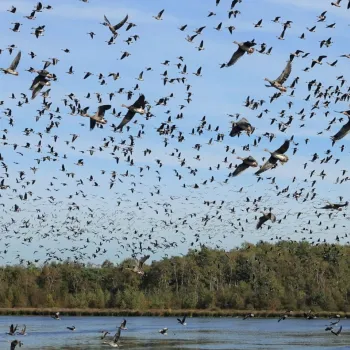 Grote groep vogels vliegt boven het water tijdens Nationale Vogelteldag Weert in een natuurgebied