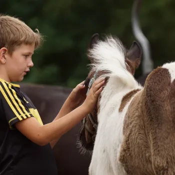 Jongen verzorgt een pony tijdens de ponymiddag bij Rijstal Venhof.