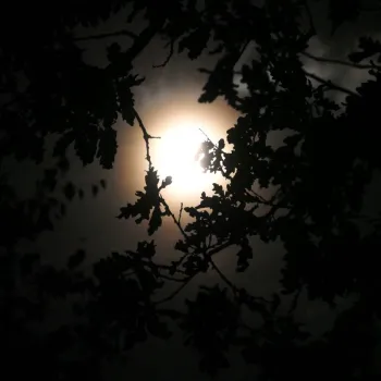 De volle maan schijnt tijdens een vollemaanwandeling door silhouetten van boomtakken en bladeren tegen een donkere nachtelijke lucht.