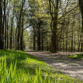 Bospad in het Leudal tijdens het dauwtrappen in de vroege ochtend, met fris groen gras en zonlicht tussen de bomen.
