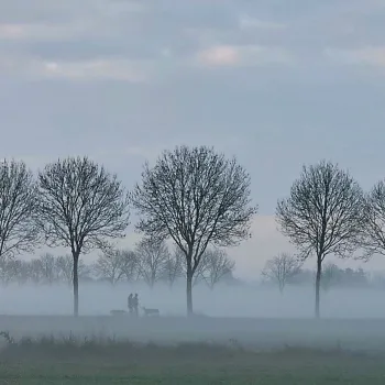 Tijdens een winterwandeling Roerdalen lopen twee mensen met hun honden door een mistig bos.