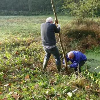 Twee vrijwilligers verwijderen een jonge boom langs de poel in Leudal tijdens de natuurwerkdag in het najaar, om de leefomgeving van amfibieën open te houden.