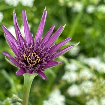 Paarse bloem in close-up, met scherpe details en groene achtergrond op de achtergrond vaag zichtbaar